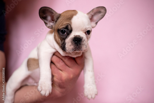 Beautiful French Bulldog Puppies