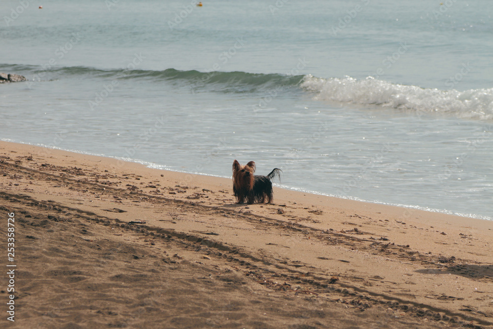 Dog on walk on autumn beach. Santa Marinella, Italy Dog on walk on autumn beach. Santa Marinella, Italy
