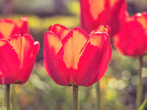 red tulips in the garden