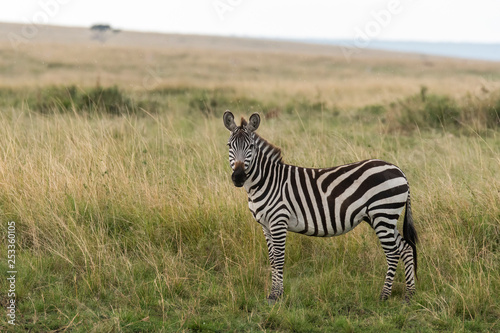 A zebra grazing on the green grass inside Masai Mara National Park during a wildlife safari