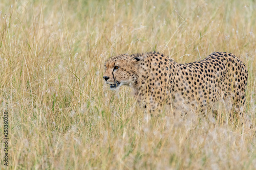 Cheetahs from Five brothers coalition walking in the plains of Masai Mara national reserve during a wildlife safari