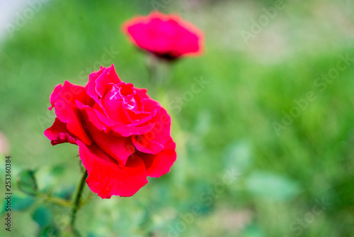 Red Roses in a garden © bigjom