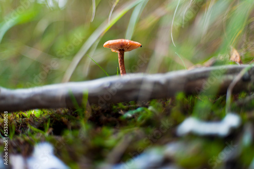 Macro closeup, mushroom in High Tatras, Slovakia