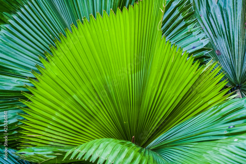Big and bright green leaves of a palm tree of different shades in a botanical garden. Greenhouse. Tropical forest. Plants. Nature.