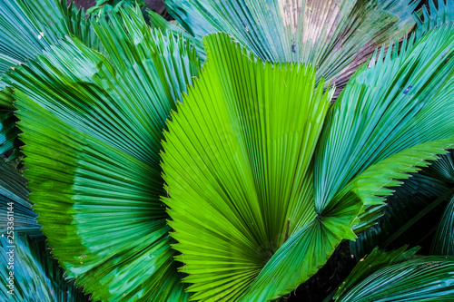 Big and bright green leaves of a palm tree of different shades in a botanical garden. Greenhouse. Tropical forest. Plants. Nature. © Vlada