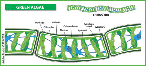 Spirogyra structure. Filamentous green algae on white background. Vector illustration. photo