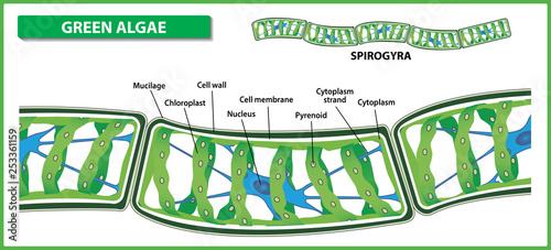 Spirogyra structure. Filamentous green algae on white background. Vector illustration.