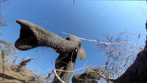 Curious cute elephant calf sniffing a gopro camera and feeding on grass at the Greater Kruger National Park