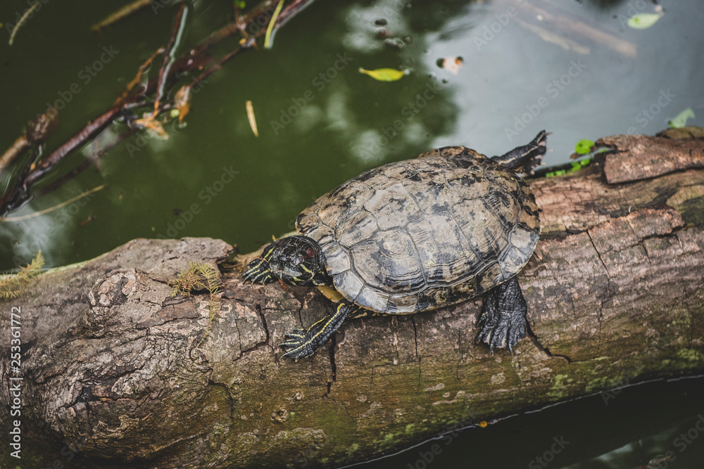 Honk Kong, November 2018 - turtles in Kowloon City Park Honk Kong, November 2018 - turtles in Kowloon City Park