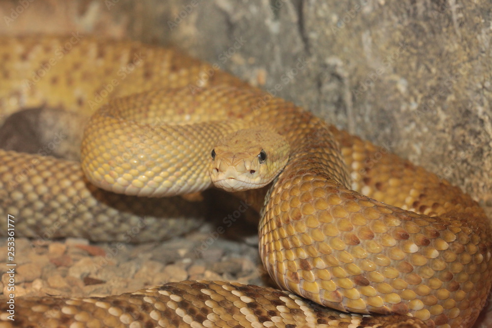 Obraz premium crotalo posizione attacco