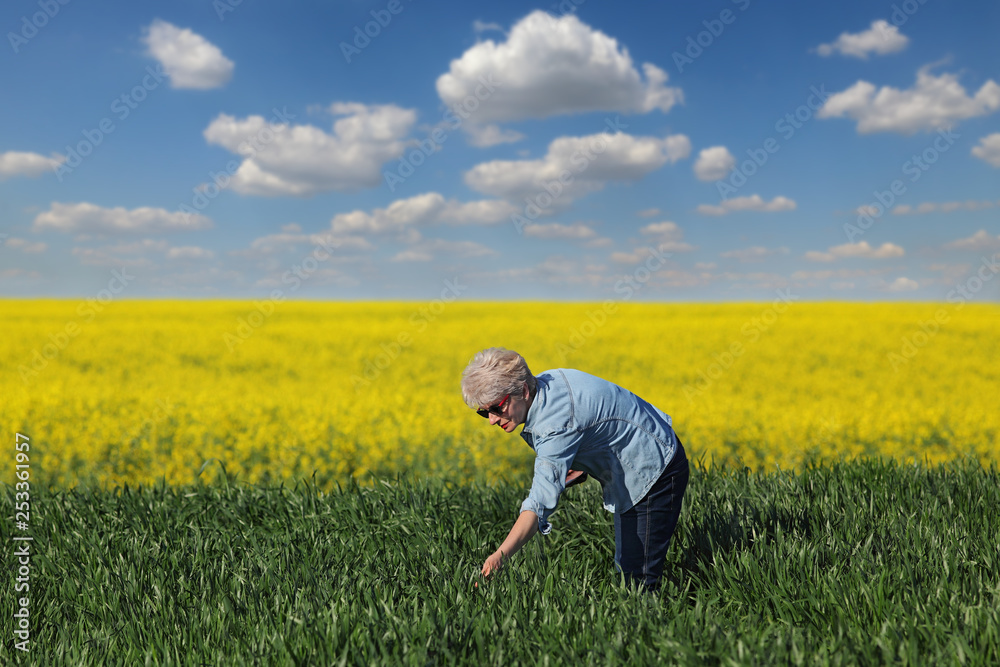 Agriculture, farmer examining wheat field with rapeseed plants in background