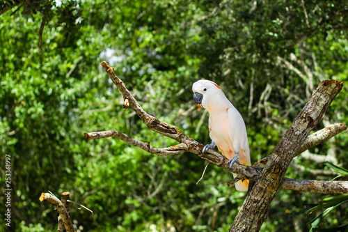 Cockatoo perched on branch