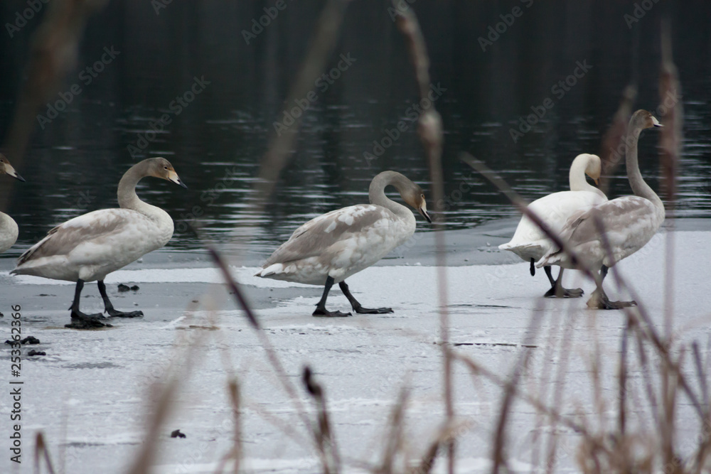Fototapeta premium Winter calm landscape on a river with a white swans on ice. Finland, river Kymijoki.
