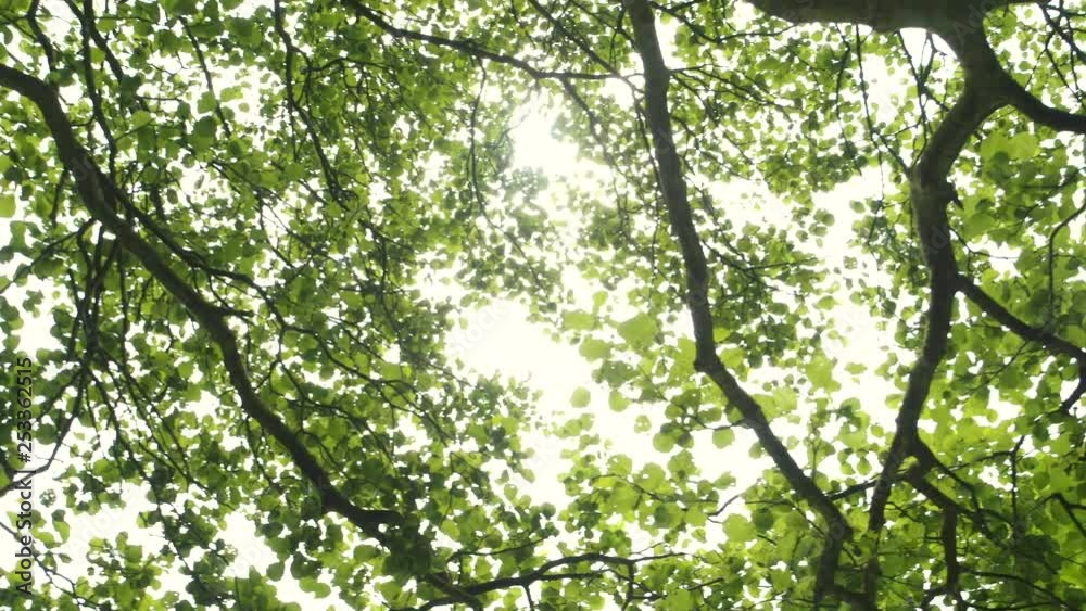 Circular pan looking up through forest canopy with sunlight breaking through. Circular pan looking up through forest canopy with sunlight breaking through.