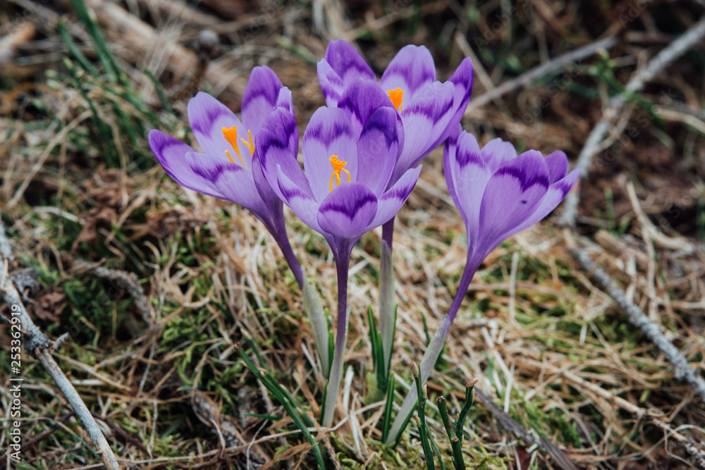 The crocuses family The crocuses family