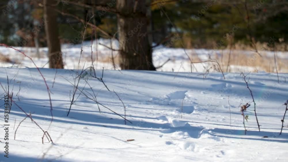 A slow horizontal pan of snow covered grounds in a forest. The forest is visible in the background. It's a sunny clouldless wintry afternoon. A slow horizontal pan of snow covered grounds in a forest. The forest is visible in the background. It's a sunny clouldless wintry afternoon.
