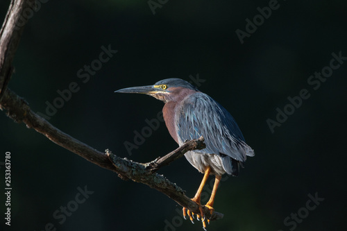 Green Heron in the Morning Light