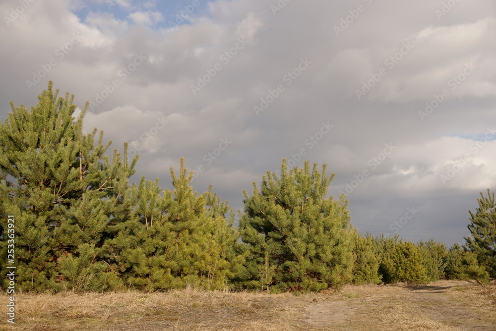 Young pine forest against the blue sky with clouds