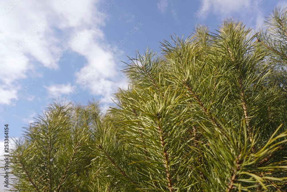 Green branches of pine tree on sky background Green branches of pine tree on sky background
