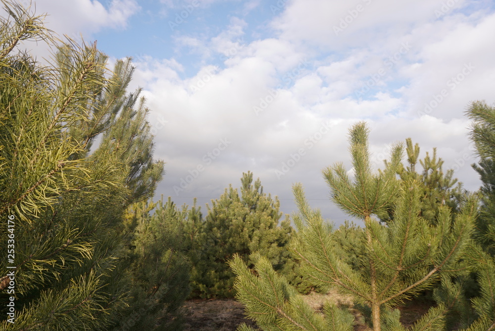 Young pine forest against the blue sky with clouds Young pine forest against the blue sky with clouds