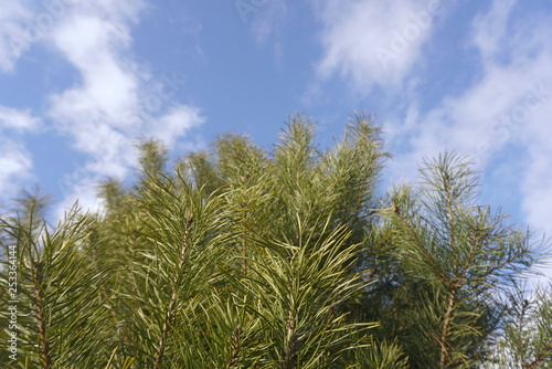  Green branches of pine tree on sky background  © taraskobryn