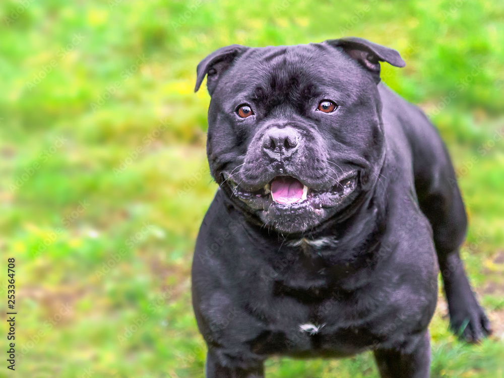 Black Staffordshire Bull Terrier dog looking happy, alert and expectant as is waiting for someone to throw a ball