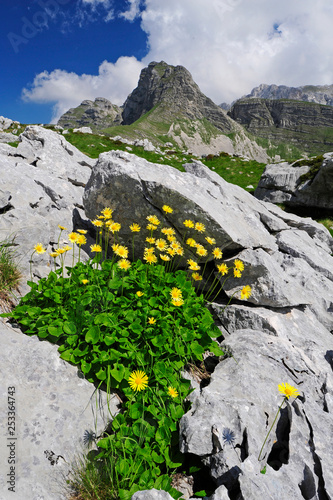 Herzblättrige Gämswurz (Doronicum columnae) im Nationalpark Durmitor, Montenegro photo