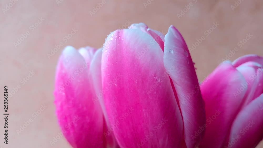Bouquet of spring flowers (pink tulips) rotates on a bright orange background Bouquet of spring flowers (pink tulips) rotates on a bright orange background