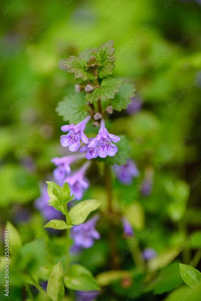 green spring foliage macro close up in nature green spring foliage macro close up in nature