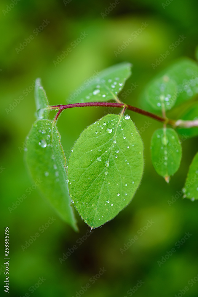 green spring foliage macro close up in nature green spring foliage macro close up in nature