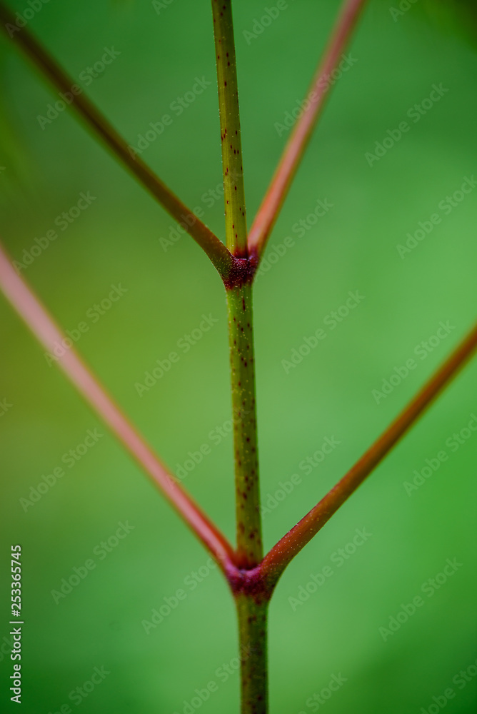 green spring foliage macro close up in nature