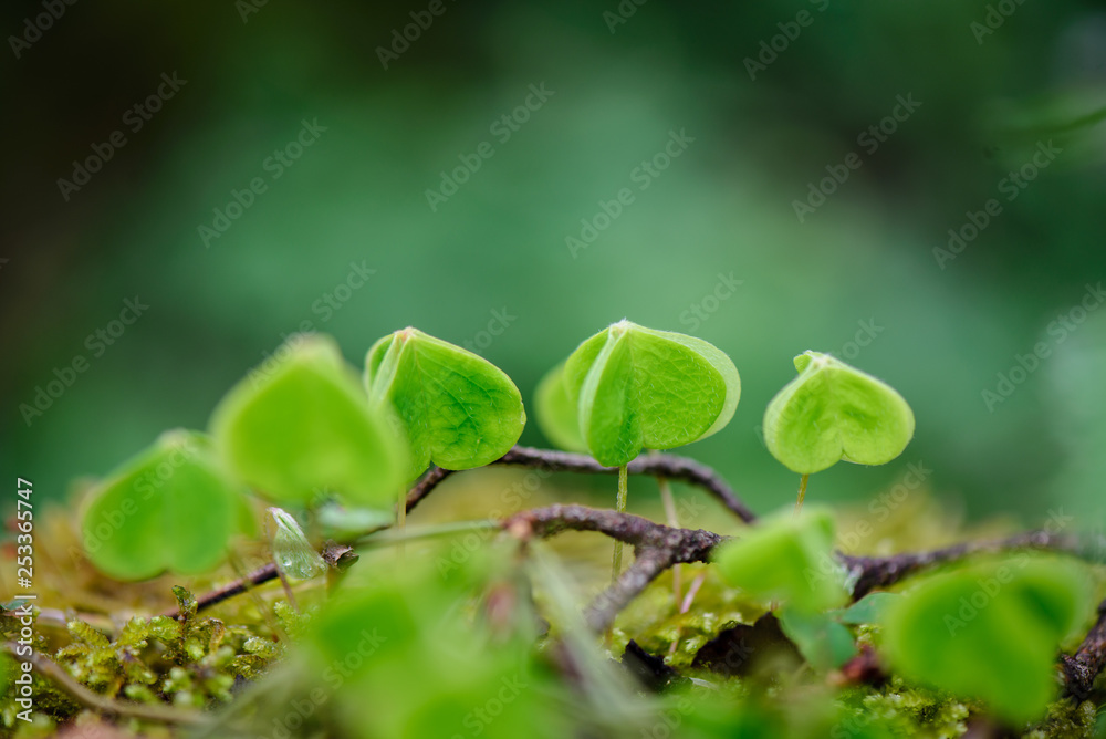 green spring foliage macro close up in nature green spring foliage macro close up in nature