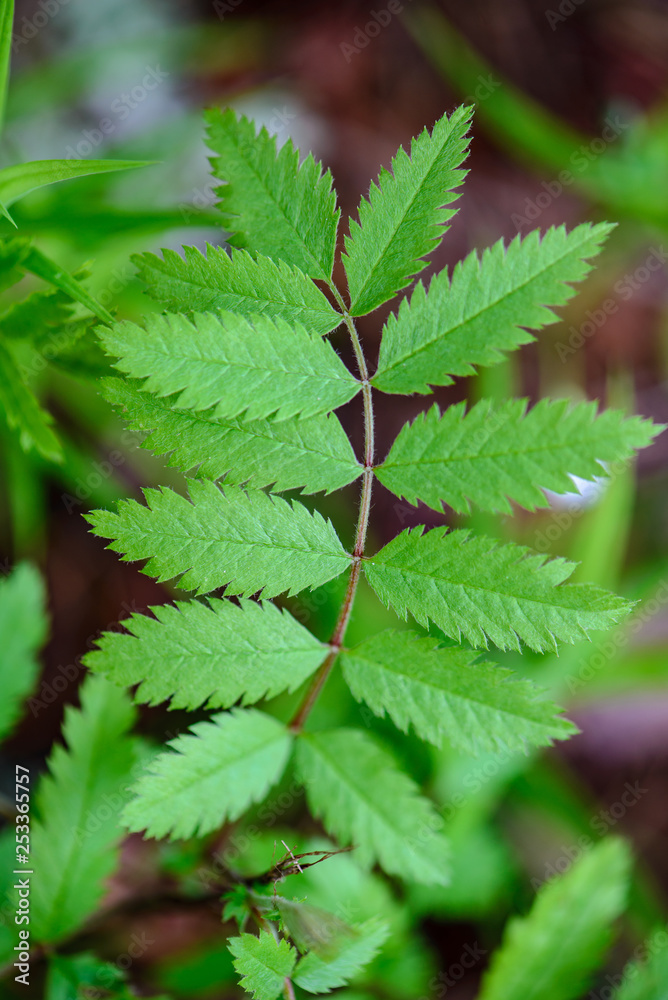 green spring foliage macro close up in nature