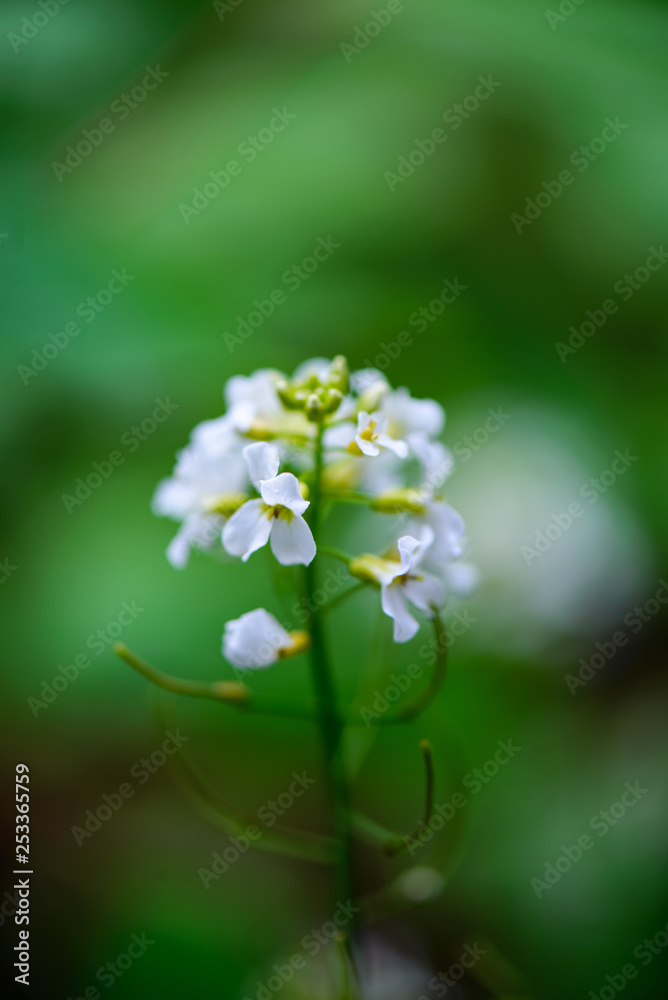green spring foliage macro close up in nature green spring foliage macro close up in nature