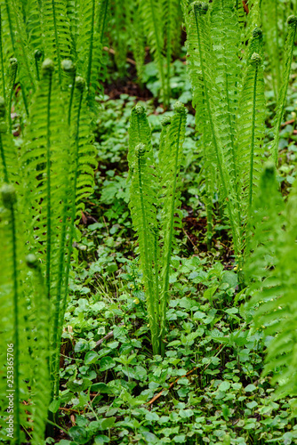 fresh green fern leaves foliage in summer