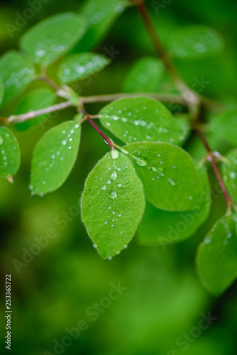 green spring foliage macro close up in nature