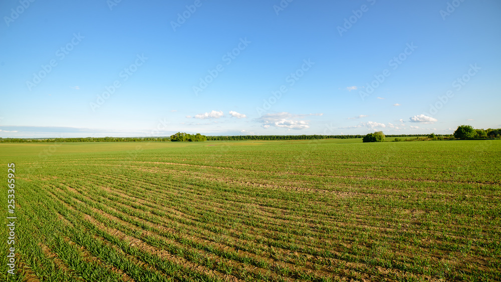 green cultivated fields in countryside