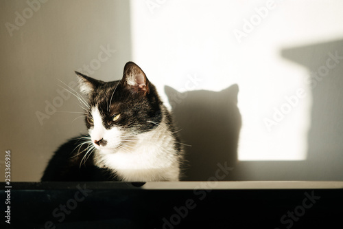 Kot w słońcu photo