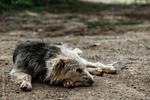 stray, diseased and poorly dog