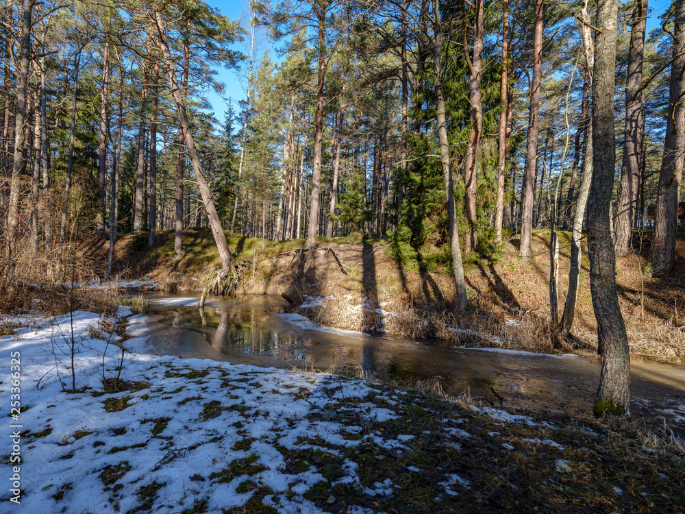 sunny winter forest with snow leftovers and green foliage
