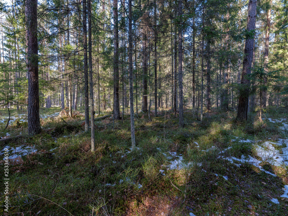 sunny winter forest with snow leftovers and green foliage