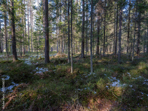 sunny winter forest with snow leftovers and green foliage