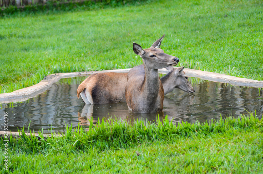 Deer Deer