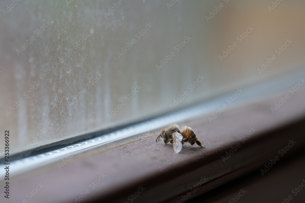 Obraz premium tote Biene