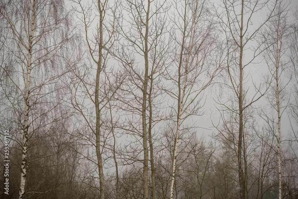 naked birch trees in heavy mist in countryside naked birch trees in heavy mist in countryside