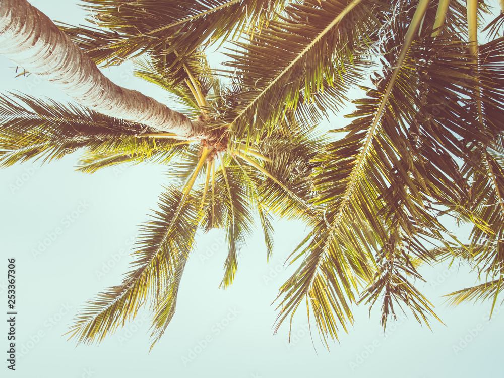 coconut palm trees instagram filter