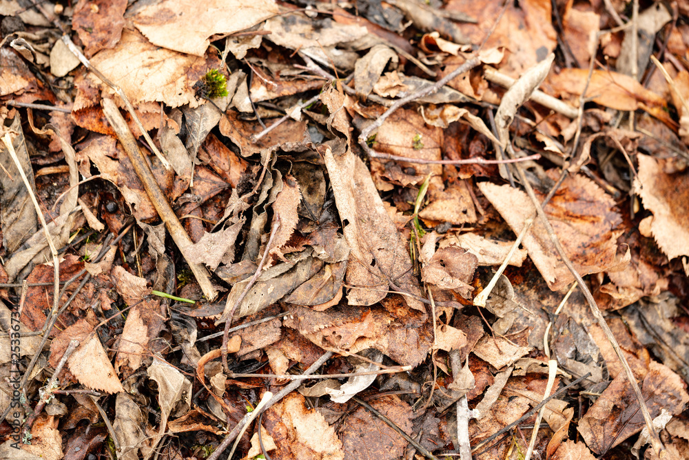 dry tree leaves background texture on the ground