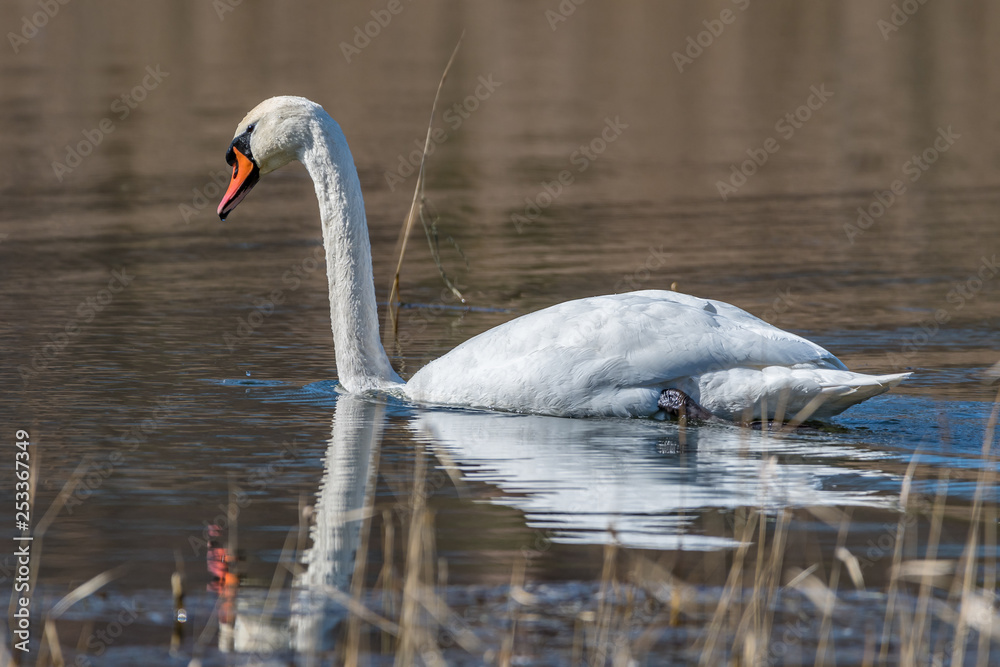 Fototapeta premium swans on the lake
