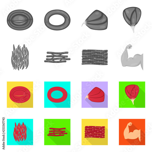 Vector illustration of fiber and muscular logo. Collection of fiber and body  stock vector illustration.