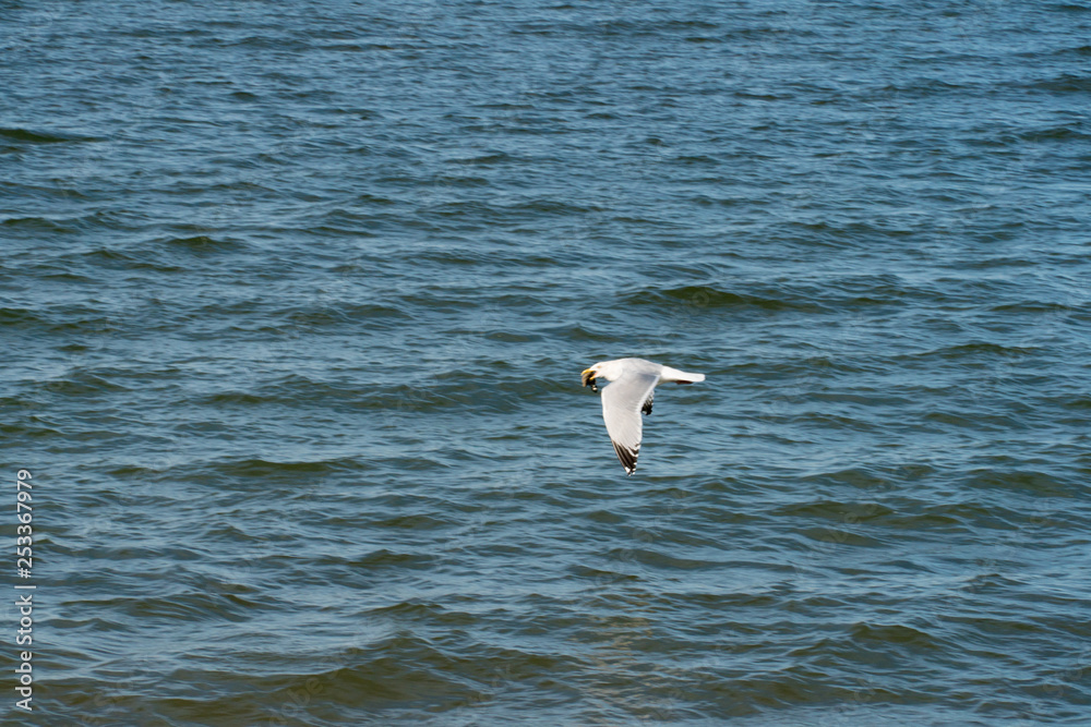 Seagull motion in flight flying close over the ocean water along the beach searching for fish food to eat